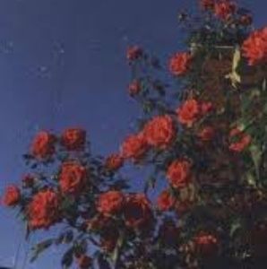 Meet your Posher, Paula